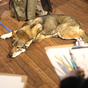 Wild Life Drawing With Wolves
