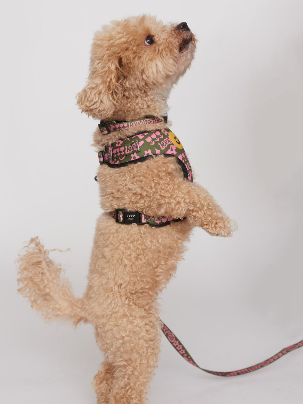 Harness For Standard Poodle Dog Harness For Toy Poodle What Size